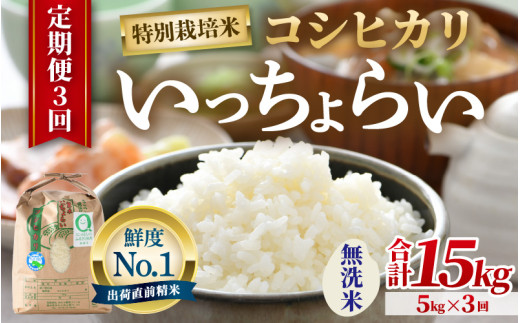 【先行予約】【令和8年産・新米】【一等米】《定期便3回》特別栽培米 いっちょらい 無洗米 5kg × 3回（計15kg）／ 福井県産 ブランド米 コシヒカリ ご飯 白米 新鮮 大賞 受賞 ※2026年10月上旬以降順次発送予定 [aw012-c013]