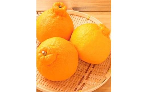 【ふるさと納税】 【2026年2月下旬頃から順次発送】訳あり 不知火 約10kg