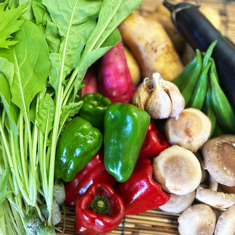 【12回定期便】こだわりの新鮮野菜セット 8~11品目 | 野菜セット 新鮮 野菜 人気 季節の野菜 おすすめ 高知県 南国市