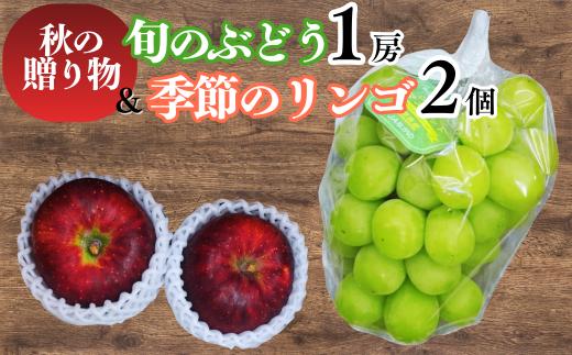 秋の贈り物 旬のぶどう1房と季節のりんご2個詰め合わせ｜葡萄 ブドウ 林檎 詰め合わせ セット 千曲市 長野県 信州