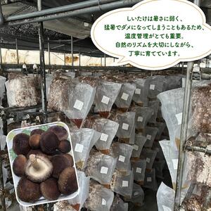 【先行予約：2025年11月以降順次発送】生 しいたけ 富富（とむとむ）約1kg さのさんち 椎茸 シイタケ 肉厚 ジューシー きのこ 静岡県 藤枝市 人気 野菜 旬 安心 安全 JGAP認証農場