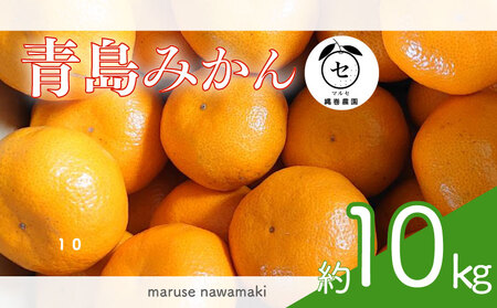 【期間限定発送】青島みかん 約 10kg  みかん オレンジ