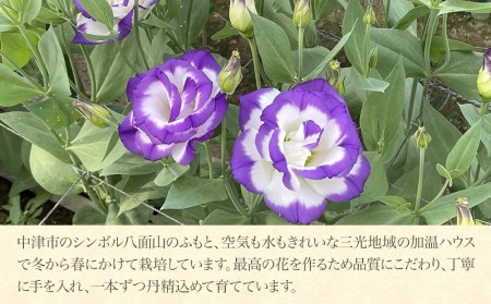 【先行予約】【期間限定】生産農家直送の八重咲き中～大輪フリル トルコキキョウ 花束 (紫覆輪) 1束 8本～10本 花束  生花