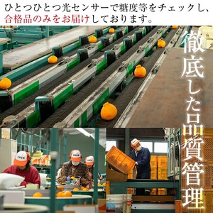 ＜先行予約＞＼数量・期間限定／本格貯蔵 ぽんかん 薩州薩摩 約5kg  糖度12度以上 クエン酸0.9%以下 カラーチャート9以上 の厳しい基準をクリアしたブランド品！ 果樹【A-2021H】