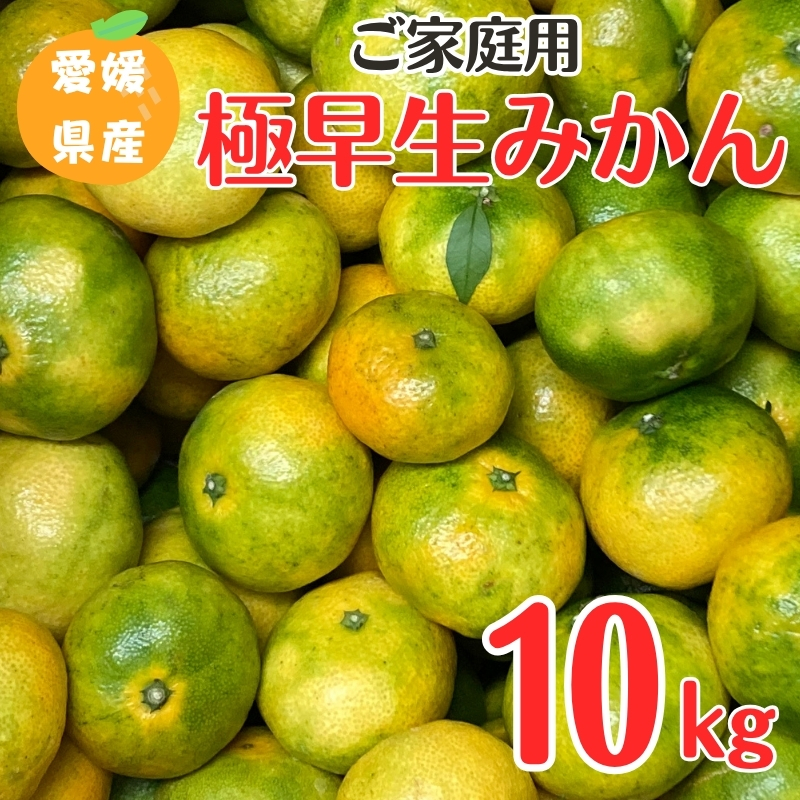 【2026年先行予約】 極早生みかん 10kg ご家庭用 農園直送 【10月上旬から順次発送予定】 愛媛 数量限定 愛媛県産 人気 柑橘 伊予市｜B254