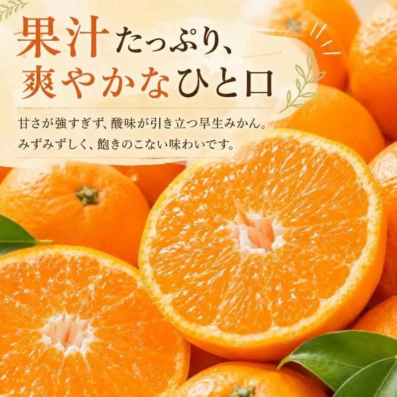 みかん 訳あり 早生 4kg 蜜柑 ミカン 果物 くだもの みかん