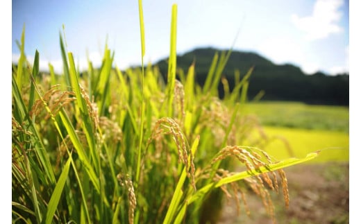 【JA阿蘇小国郷】令和7年産 新米 あきげしき 5kg 精米 産直 検査米 ノンブレンド米 単一原料 お米 白米 精白米 銘柄米 阿蘇小国のお米 熊本 阿蘇 小国町 産地直送 国産米 日本産 地場産 