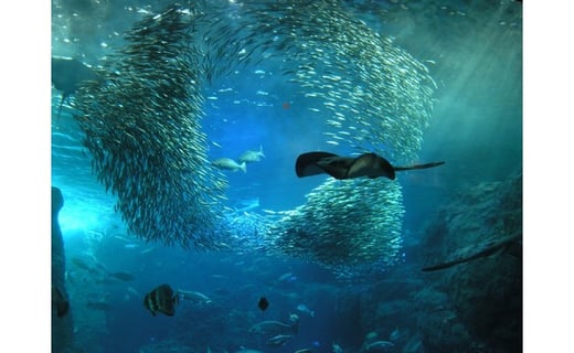 
                  新江ノ島水族館入場券×3枚【1487090】
                