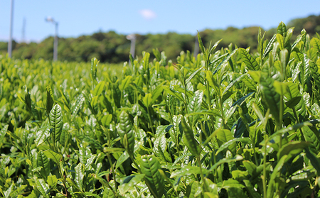 厳選　深蒸し上煎茶《薫》(1)（80ｇ×3袋）おすすめ 銘茶 ギフト 贈り物 人気 厳選 袋井市