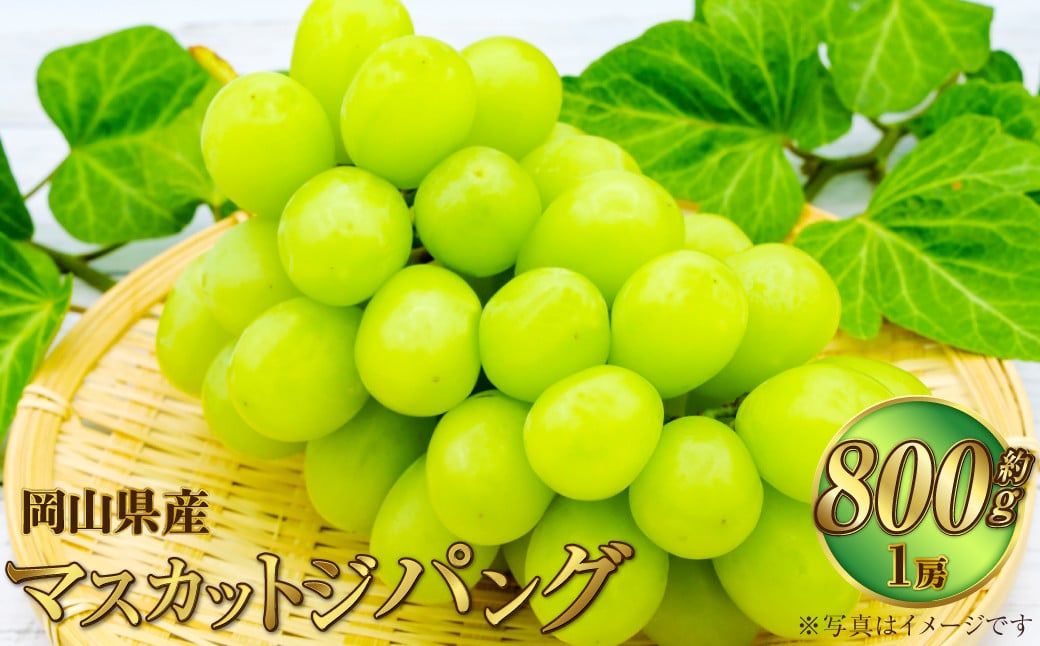 
            岡山県産 マスカットジパング 約800g（1房）【2026年7月下旬～8月下旬発送予定】 マスカット ぶどう ブドウ 葡萄
          