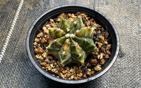 ギムノカリキウム ミハノビッチ 1株 Gymnocalycium mihanovichii 長与町/アグリューム[EAI222] 