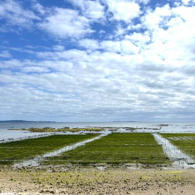ふるさと納税 中城村 中城産 海人が手摘みで厳選 生アーサ 600g(300g×2袋) |  | 01