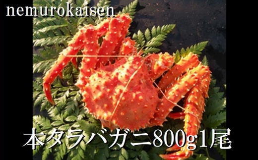 C-57059 【北海道根室産】本タラバガニ800g前後×1尾
