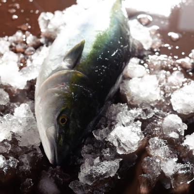 ふるさと納税 南砺市 旨味がじゅわ〜「ぶり大根・ともえに」　大根・ブリ・だしの三つ巴　 |  | 02