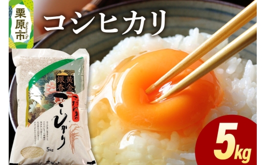 米 白米 令和7年産 コシヒカリ 5kg [ふるさと納税 米 コシヒカリ 5kg こめ 精米 白米 おいしい 美味 旨み 甘い もちもち もっちり 宮城県 栗原市 栗原フードサービス]