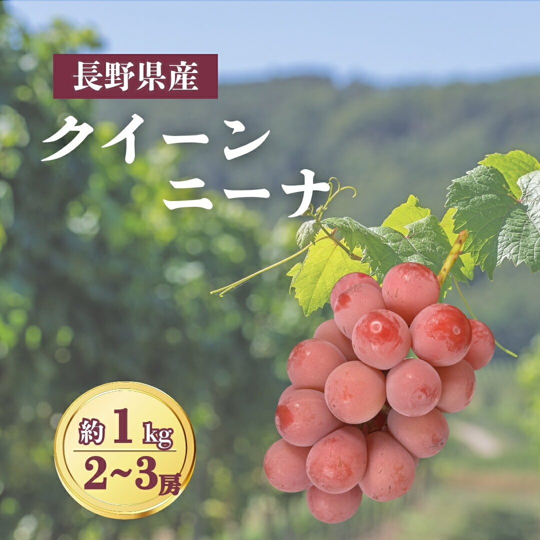 【ふるさと納税】【2026年先行予約】クイーンニーナ 約1kg（2~3房）｜ぶどう 大粒 赤ぶどう 種無し 皮ごと 信州 長野県 千曲市｜ぶどう 大粒 赤ぶどう 種無し 皮ごと 信州 長野県 千曲市