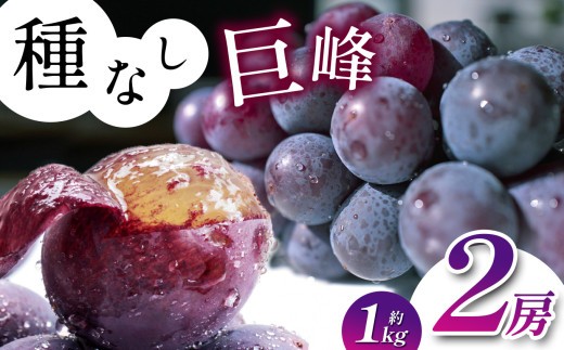 
                  【2026年先行】 長野県産 種なし 巨峰 2房 （ 約 1kg ）【9月下旬～11月上旬にかけて順次発送予定】 | 果物 くだもの フルーツ 葡萄 ぶどう ブドウ 巨峰 種無し 種なし 長野県 塩尻市
                