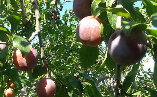 
                  8-013-020　山口さんちのプルーン 2～3種詰合わせ 2kg【10月～発送】
                