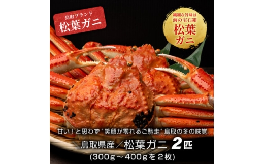 ＜11月中旬以降順次発送＞ボイル松葉ガニ(300～400gを2枚)　OM-16-1【1745602】