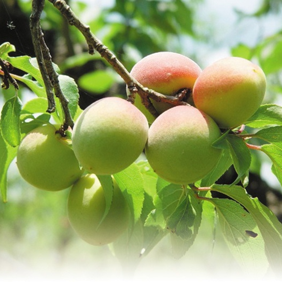 BENIサイダー12本