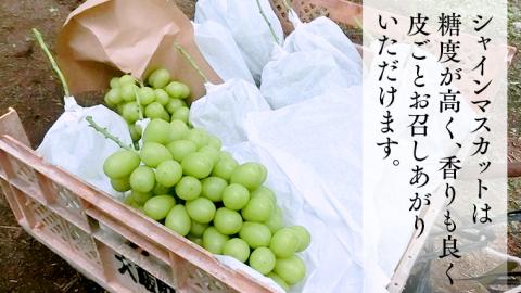 【 先行予約 】 シャインマスカット 約1.2kg  (茨城県共通返礼品 石岡市） 開田ぶどう園 産地直送 フルーツ 甘い 直送 茨城 限定 ギフト ぶどう [DO004sa]