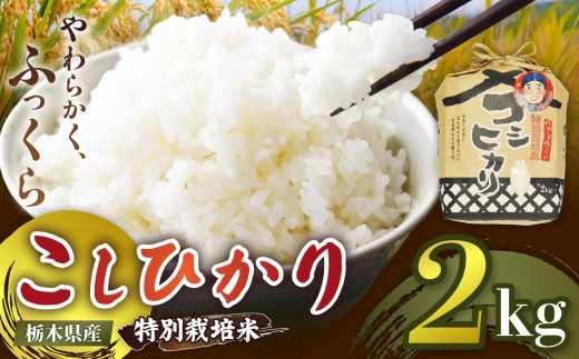 【定期便3回】栃木県矢板市産 こしひかり 2kg 特別栽培米 【先行予約】新米  |  栃木県 矢板市