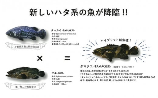 クエ鍋セット 500g タマクエ 切り身 ＋ アラ 合計 500g 2～3人前 冷凍 クエ 高級 幻 新種 鍋 クエ鍋 アラ鍋 海鮮 刺身 生食 脂 プレミアム 新鮮 白身魚 淡泊 蒸し料理 グリル 