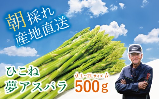 【先行予約】 グリーンアスパラ 500g ( L~2L ) 夏芽 アスパラガス アスパラ 夏アスパラ ひこね夢アスパラ 朝採 新鮮 春野菜 夏野菜 野菜 やさい 滋賀 彦根