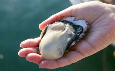 【先行予約】 かき小屋広田湾の殻付きぽっちゃり牡蠣 12個入り 【 1年牡蠣 シングルシード式 三陸産 広田湾 】 2025年12月頃から発送予定