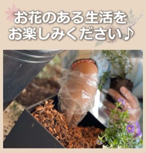 SL0094　【12回定期便】植物と花を育てるキットの定期便「植物の寄せ植えキット スクエア12」