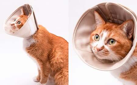 【Mサイズ】ぽぽねこ 軽くて柔らかい猫用エリザベスカラー 傷口が見えにくい・ソフト・軽量タイプ「共通返礼品」 | 布製 防汚 撥水 撥油素材 エリザベスカラー ペット ペット用品 ねこ ネコ 茨城県 
