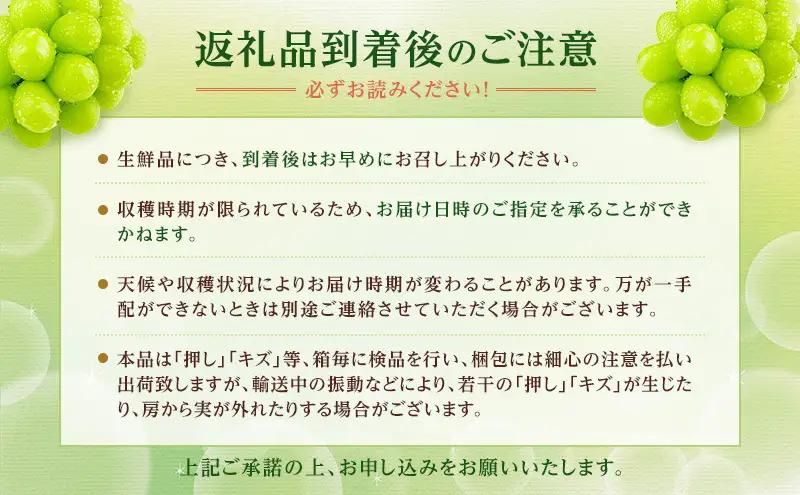 ぶどう 2026年 先行予約 【プレミアムシャインマスカット 晴王 2房 合計約1.4kg】 赤秀品以上  岡山県船穂産 葡萄 ブドウ ギフト ハレノフルーツ 皮ごと食べる みずみずしい
