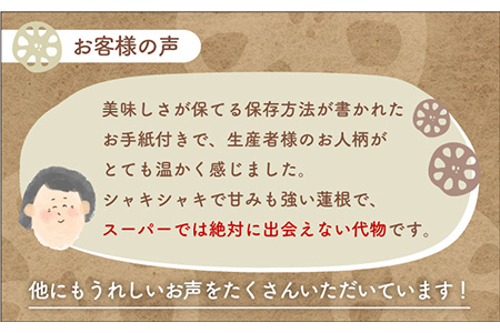 【令和7年9月以降発送】やみつきになる甘さ！ 松尾青果のこだわり白石れんこん 1kg（500g×2袋入り）【松尾青果】 / 新鮮 産地直送 蓮根 レンコン 佐賀県産 白石町産 泥付き シャキシャキ ホ