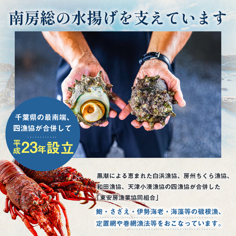 【先行受付 2026年5月～9月上旬発送予定】房州産天然黒あわび約550g mi0014-0007