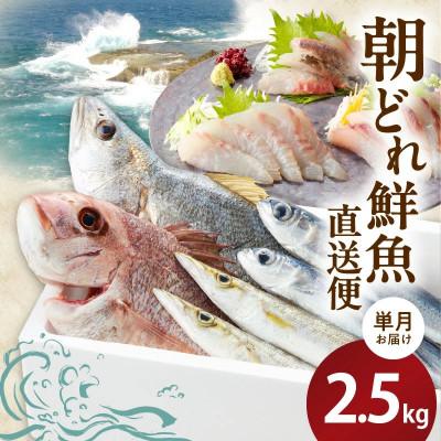 ふるさと納税 延岡市 大和海商の朝どれ鮮魚直送便2.5kg