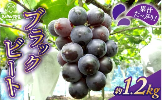 【先行予約】 果汁たっぷりブラックビート 約1.2kg (3～4房) 【2025年9月上旬以降順次発送予定】 【ぶどう ブドウ 葡萄 果物 果実 デザート フルーツ 産地直送 国産 ギフト 贈り物 贈答】 [A-0258]