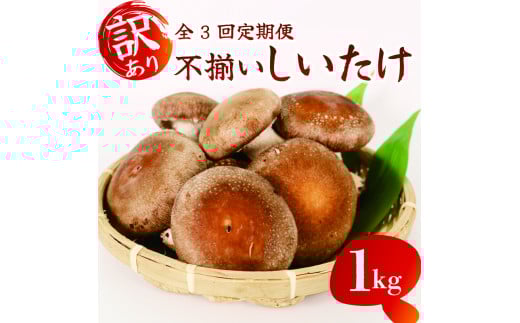 【全3回定期便】 訳あり 不揃い 生しいたけ 1kg 生 しいたけ シイタケ 椎茸 大ぶり 食べ応え 厚い 肉厚 うまみ 