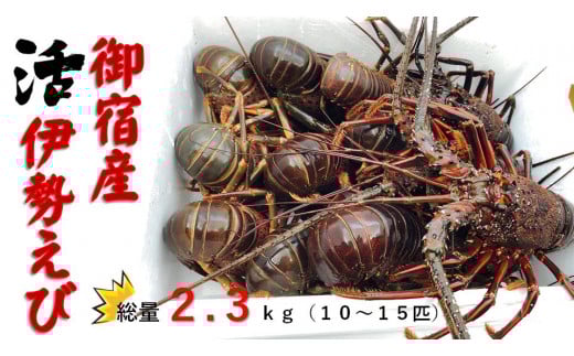 G109 活伊勢えびB