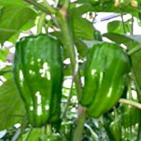 【ふるさと納税】【お土産付】ピーマン・ミニパプリカ収穫体験 収穫体験 野菜 野菜狩り 体験 チケット お土産 茨城県 神栖市 送料無料