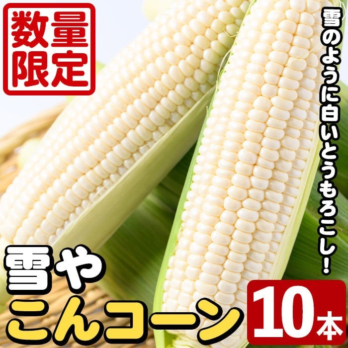 ＜先行予約受付中！2025年6月中旬以降順次発送予定＞白いとうもろこし「雪やこんコーン」(10本) 国産 トウモロコシ 玉蜀黍 ホワイト コーン 野菜 糖度 夏 イネ科 数量限定 期間限定【うとさんち】a-14-69-z