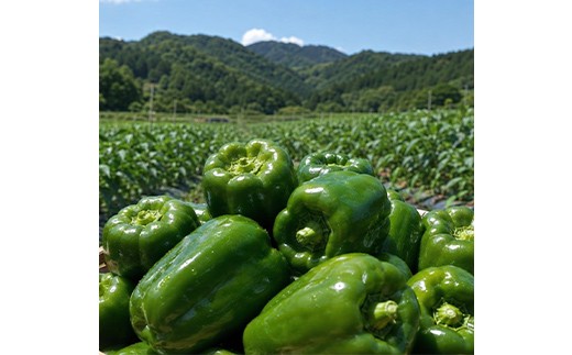 ピーマン 青森グリーンスイート 900g 【南部宝園】 高糖度 朝どれ 野菜 AOMORI AGRI BASE 青森県 南部町 F21U-740