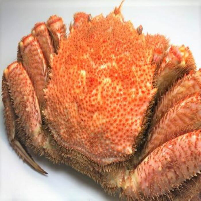 【ふるさと納税】毛がに 活状態時500〜600g×1尾 活状態時550〜750g×1尾 活状態時500~600g×3尾 かに カニ 蟹 毛ガニ 毛蟹 北海道 根室市 海鮮 海産物