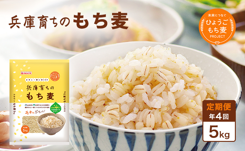 【定期便 年4回発送】兵庫育ちのもち麦5kg　[食物繊維 もちむぎ キラリモチ 国産 健康 加東市]