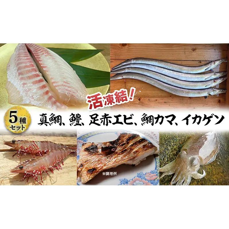 淡路島 海鮮 5種セット 真鯛 鱧 足赤エビ 鯛カマ イカゲソ 真空パック淡路島 洲本市