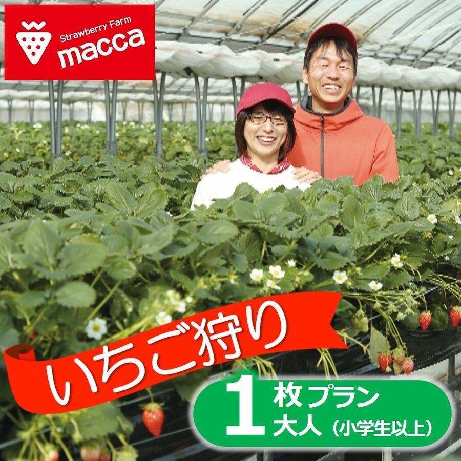 【ふるさと納税】いちご畑maccaで使えるいちご狩り（小学生以上1名）チケット