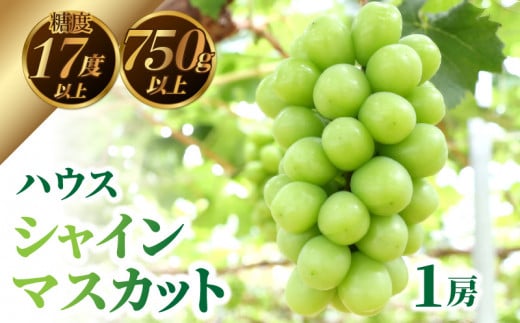 M64-0031【先行予約】ハウスシャインマスカット　1房【750ｇ以上】【糖度17度以上】   果物・野菜 シャインマスカット 葡萄 ぶどう ブドウ