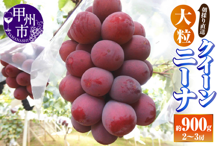 【朝採り直送】特濃クイーンニーナ（種無し）約900g（2～3房）【2026年発送】（AF）B18-412 ぶどう フルーツ