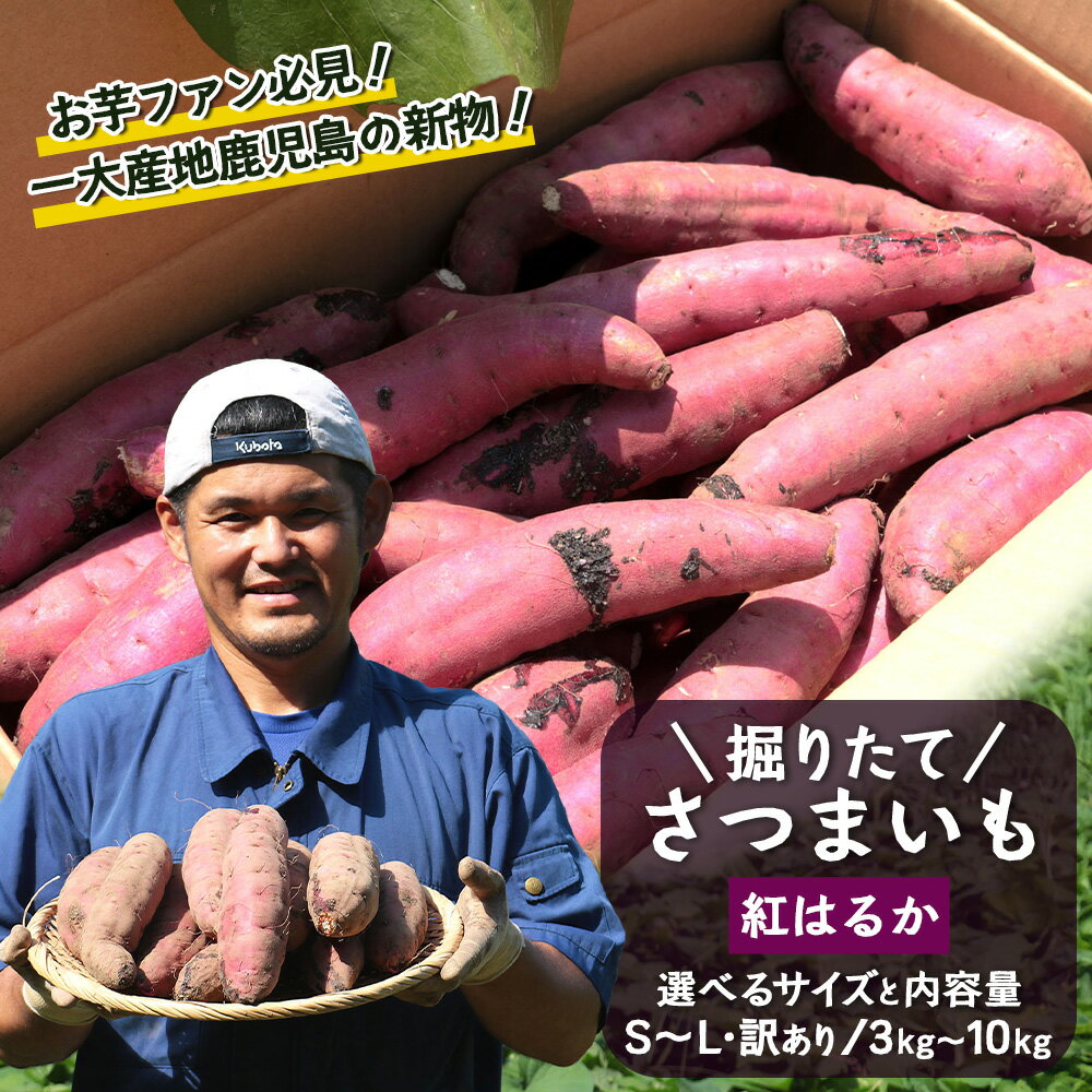 【ふるさと納税】【先行予約：2026年9月中旬配送～】掘りたて さつまいも 紅はるか 【選べるサイズ！内容量！！】 | 秋の味覚 2026年秋収穫 新物 さつまいも サツマイモ 感動サツマイモ 焼き芋 べにはるか 小ぶり 野菜 おやつ おかず 鹿児島県 南大隅町 株式会社フォレスト