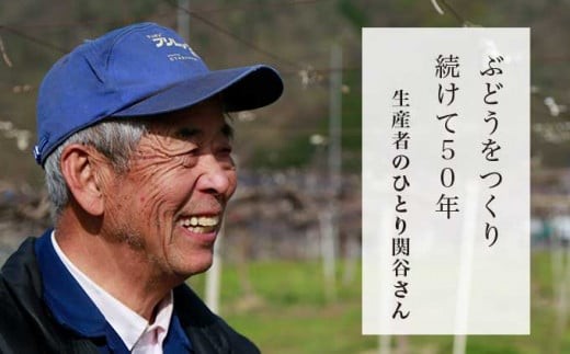 50年ぶどうを育てる小布施の名人・関谷さん。