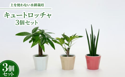 
キュートロッチャ3個セット＜オススメの観葉植物でお届け＞【1404524】
